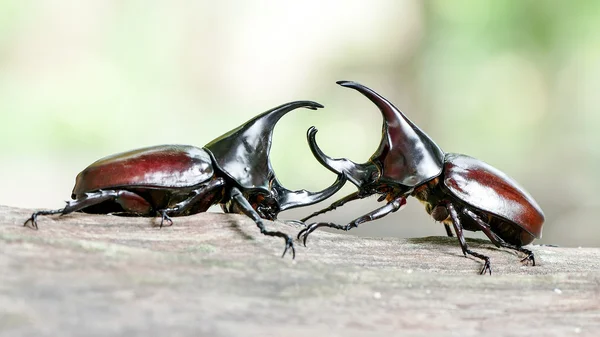 Nosorożec beetle, nosorożec beetle, walki chrząszcz — Zdjęcie stockowe