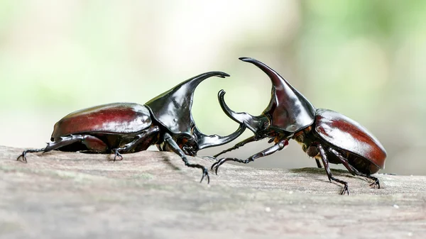 Nashornkäfer, Nashornkäfer, Kampfkäfer — Stockfoto