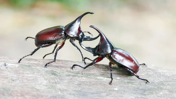 Gergedan böceği, Rhino beetle, dövüş böceği — Stok fotoğraf
