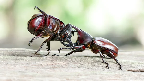 カブトムシ、Rhino カブトムシ、格闘カブトムシ — ストック写真