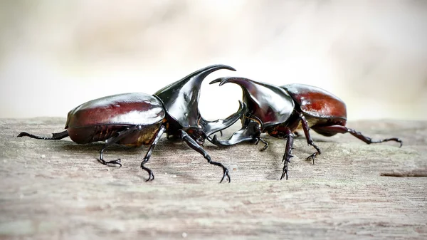 Rhinoceros beetle, Rhino beetle, slåss skalbagge — Stockfoto