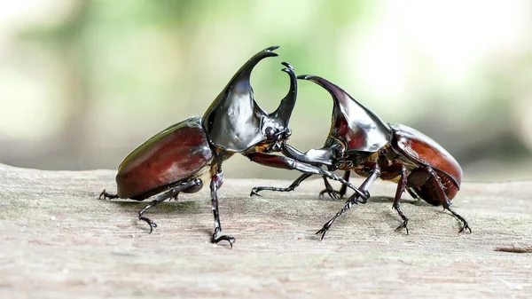 Nosorożec beetle, nosorożec beetle, walki chrząszcz — Zdjęcie stockowe