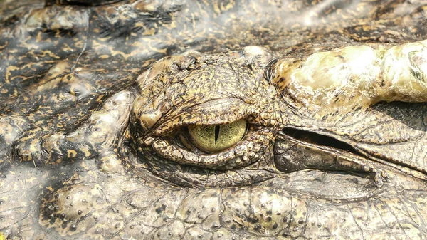 Het ontzagwekkende zoek oog van de krokodil — Stockfoto