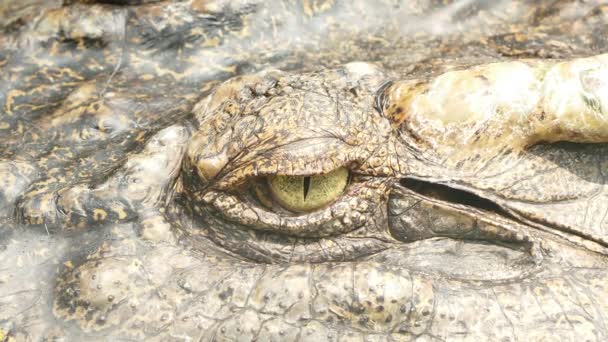 Siamese Crocodile in wild of Thailand — Stock Video