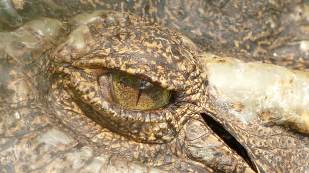 Het ontzagwekkende zoek oog van de krokodil — Stockvideo