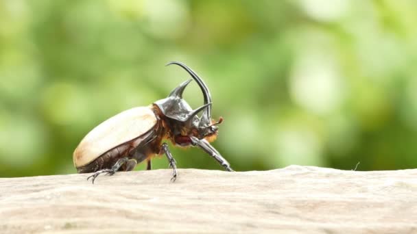 黄五长角的甲虫 — 图库视频影像
