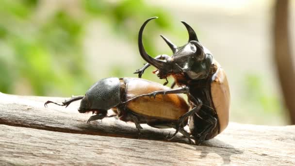 黄五长角的甲虫在泰国 — 图库视频影像