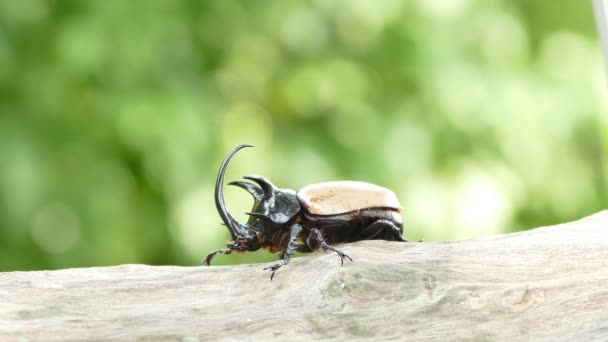 Male  five horned beetle in Thailand — Stock Video