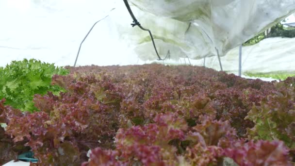 System natrysku przeciwmgielnego w ogrodach hydroponicznych — Wideo stockowe