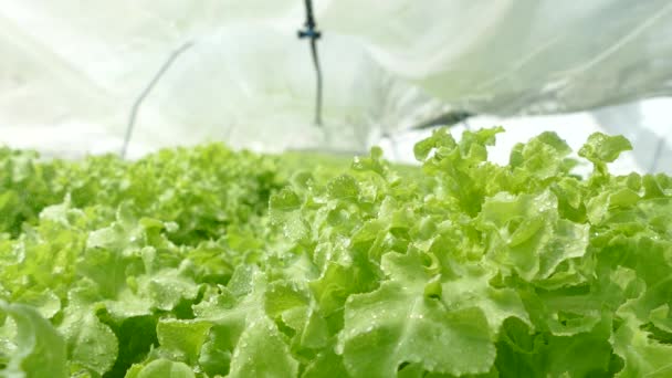 Fog Spray system in hydroponics gardens — Stock Video