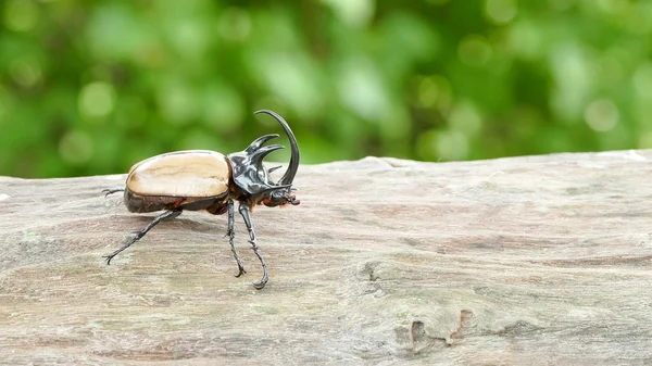 Yellow five horned beetle — Stock Photo, Image