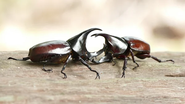 カブトムシ、Rhino カブトムシ、格闘カブトムシ — ストック写真