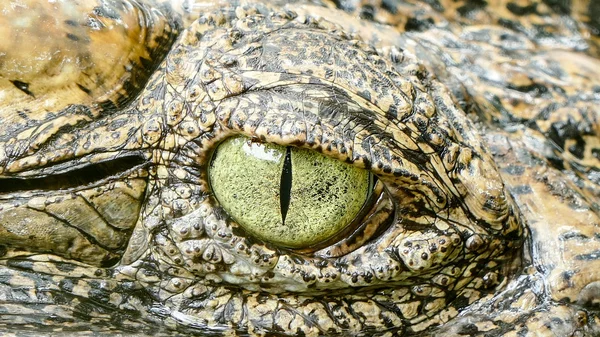 Κροκόδειλος μάτι — Φωτογραφία Αρχείου