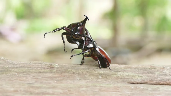 Ojo de cocodrilo — Foto de Stock