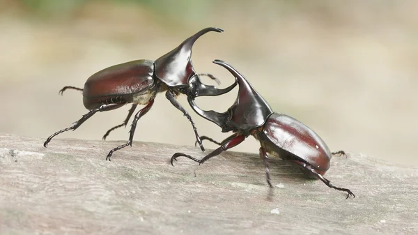 Ojo de cocodrilo — Foto de Stock