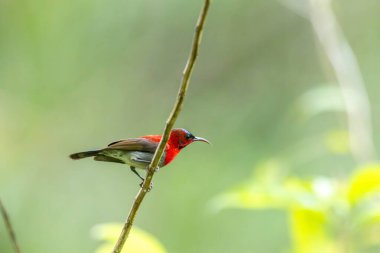 Parklarda, bahçelerde ve çiftliklerde kıpkırmızı güneş kuşları görülebilir.