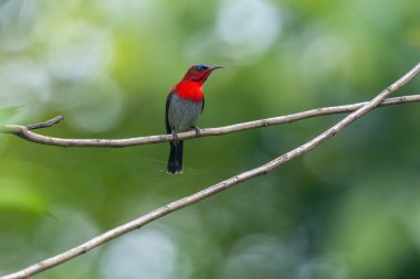Parklarda, bahçelerde ve çiftliklerde kıpkırmızı güneş kuşları görülebilir.