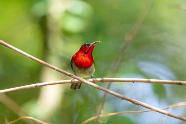 Parklarda, bahçelerde ve çiftliklerde kıpkırmızı güneş kuşları görülebilir.