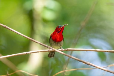 Parklarda, bahçelerde ve çiftliklerde kıpkırmızı güneş kuşları görülebilir.