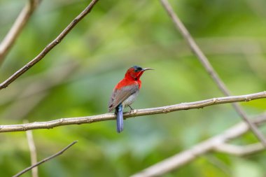 Parklarda, bahçelerde ve çiftliklerde kıpkırmızı güneş kuşları görülebilir.