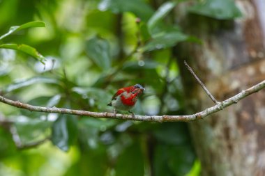 Parklarda, bahçelerde ve çiftliklerde kıpkırmızı güneş kuşları görülebilir.