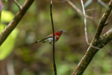 Parklarda, bahçelerde ve çiftliklerde kıpkırmızı güneş kuşları görülebilir.