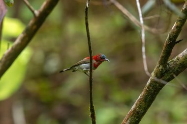 Parklarda, bahçelerde ve çiftliklerde kıpkırmızı güneş kuşları görülebilir.