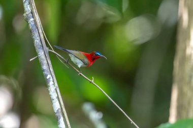 Parklarda, bahçelerde ve çiftliklerde kıpkırmızı güneş kuşları görülebilir.