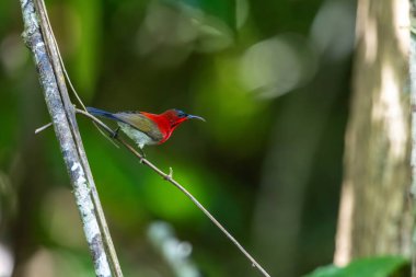 Parklarda, bahçelerde ve çiftliklerde kıpkırmızı güneş kuşları görülebilir.