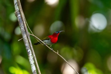 Parklarda, bahçelerde ve çiftliklerde kıpkırmızı güneş kuşları görülebilir.