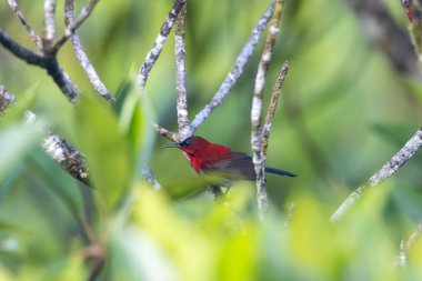 Parklarda, bahçelerde ve çiftliklerde kıpkırmızı güneş kuşları görülebilir.
