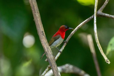 Parklarda, bahçelerde ve çiftliklerde kıpkırmızı güneş kuşları görülebilir.