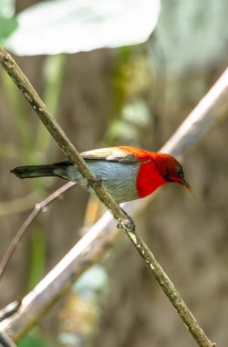Parklarda, bahçelerde ve çiftliklerde kıpkırmızı güneş kuşları görülebilir.