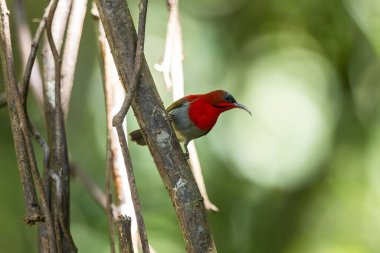Parklarda, bahçelerde ve çiftliklerde kıpkırmızı güneş kuşları görülebilir.