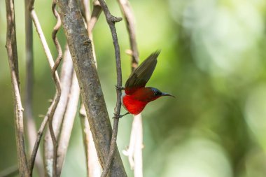 Parklarda, bahçelerde ve çiftliklerde kıpkırmızı güneş kuşları görülebilir.