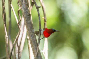 Parklarda, bahçelerde ve çiftliklerde kıpkırmızı güneş kuşları görülebilir.