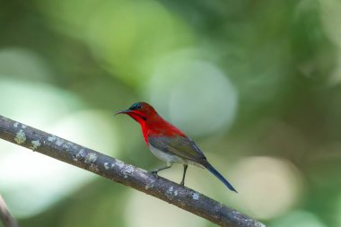 Parklarda, bahçelerde ve çiftliklerde kıpkırmızı güneş kuşları görülebilir.