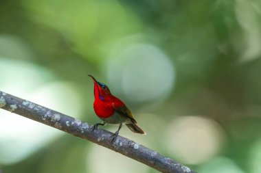 Parklarda, bahçelerde ve çiftliklerde kıpkırmızı güneş kuşları görülebilir.