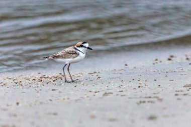 Malezya bataklığı türlere yaşam alanı ve yiyecek sağlayan mangrov ormanlarının tahrip edilmesi nedeniyle tehlike altında..