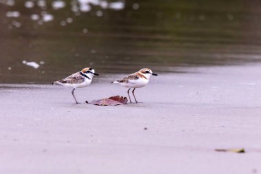 Malezya bataklığı türlere yaşam alanı ve yiyecek sağlayan mangrov ormanlarının tahrip edilmesi nedeniyle tehlike altında..