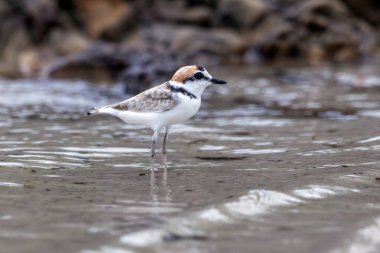 Malezya bataklığı türlere yaşam alanı ve yiyecek sağlayan mangrov ormanlarının tahrip edilmesi nedeniyle tehlike altında..