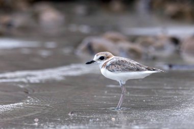 Malezya bataklığı türlere yaşam alanı ve yiyecek sağlayan mangrov ormanlarının tahrip edilmesi nedeniyle tehlike altında..