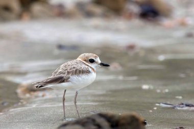 Malezya bataklığı türlere yaşam alanı ve yiyecek sağlayan mangrov ormanlarının tahrip edilmesi nedeniyle tehlike altında..
