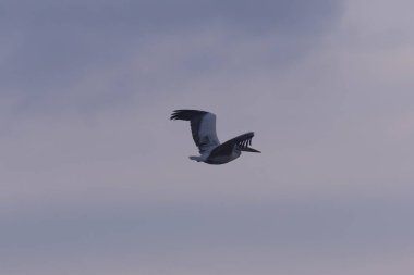 Benekli pelikan (Pelecanus philippensis) veya gri pelikan, pelikan familyasının bir üyesidir..