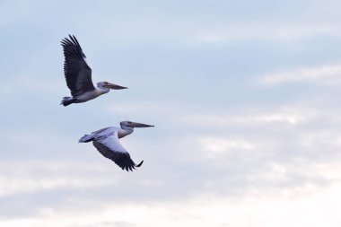 Benekli pelikan (Pelecanus philippensis) veya gri pelikan, pelikan familyasının bir üyesidir..