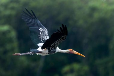 Leylek, leylek familyasından büyük bir balıkçı teknesidir.