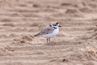 Kazlar geniş bir dalış yapan kuş grubunun üyeleridir.