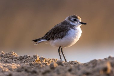 Kazlar geniş bir dalış yapan kuş grubunun üyeleridir.