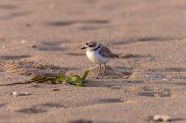 Kazlar geniş bir dalış yapan kuş grubunun üyeleridir.