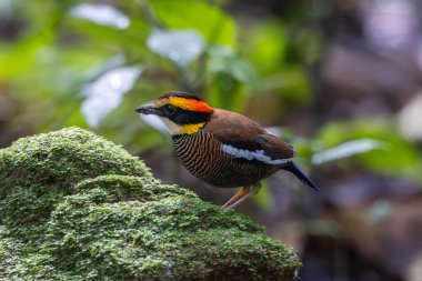 Malezya bantlı pitta tropikal güneydoğu Asya 'ya özgüdür.